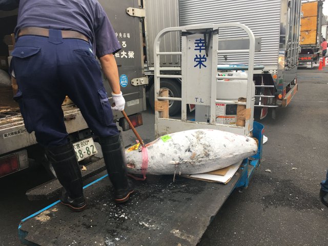 tsukiji-market-tuna-auction-foodbaby.JPG