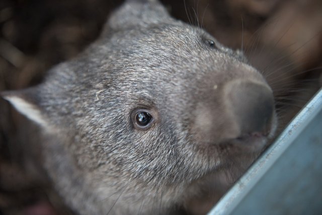 wombats-2365429_960_720.jpg