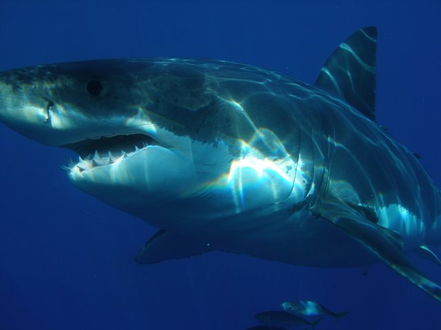 great-white-shark-398276_1920.jpg