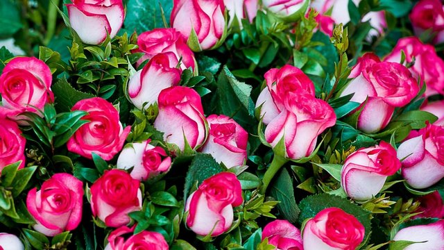 rose_flowers_bouquet_chicly_beautifully_66868_1920x1080.jpg