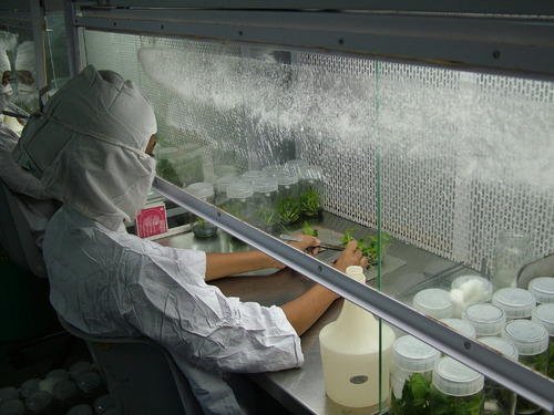 planttissueculturelabsetup-500x500.jpg