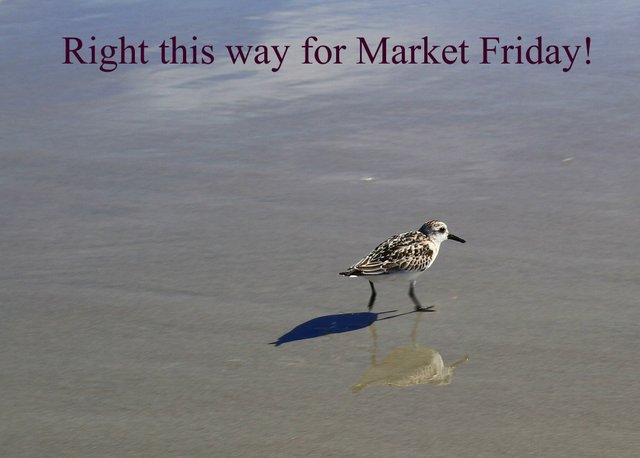 bird for market friday.jpg