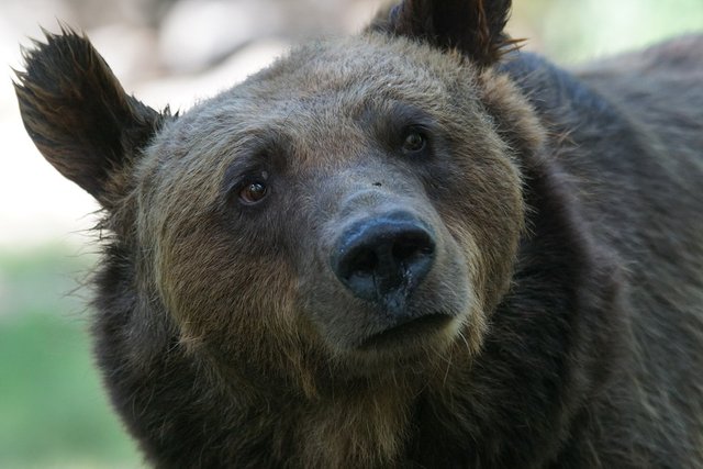 bear-907684_960_720.jpg