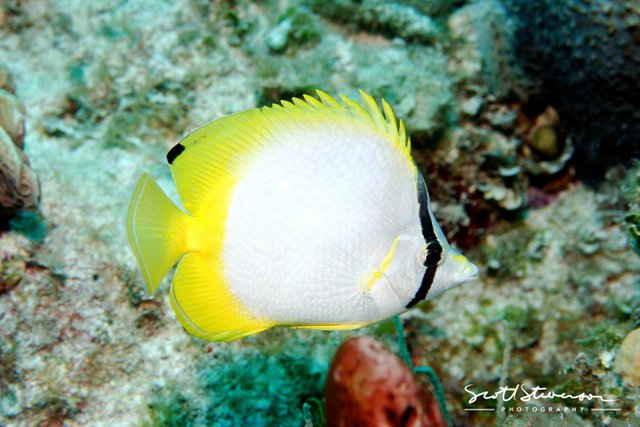 Butterfly Fish-1.jpg