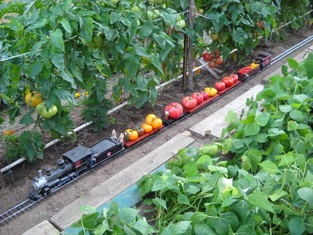 tomato train 8-25-11 028.jpg