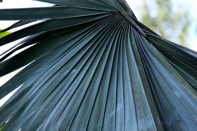 Palm tree leaf.jpg