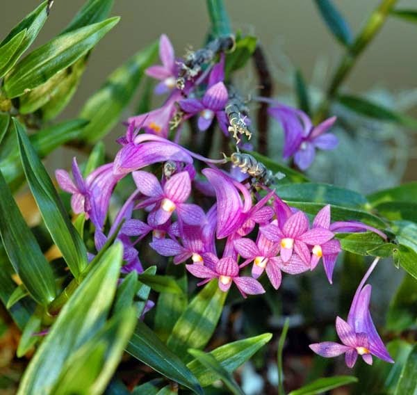 dendrobium hasseltii 3.jpg