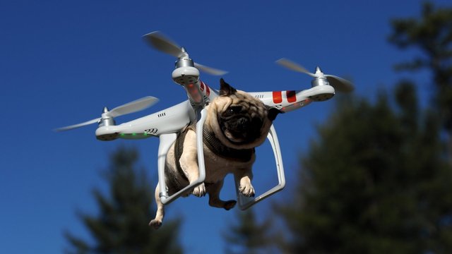 dog-drone.jpg