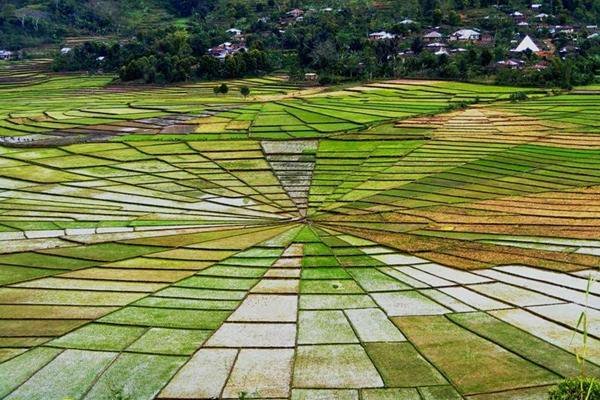 Sawah sarang laba-laba (Spider web rice field).jpg