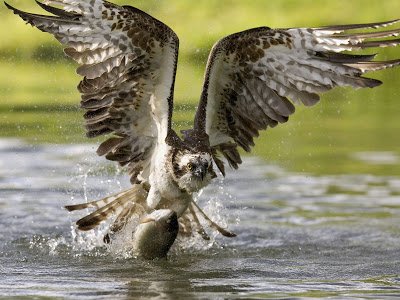 sea-hawk-catching-fish-in-water-background.jpg