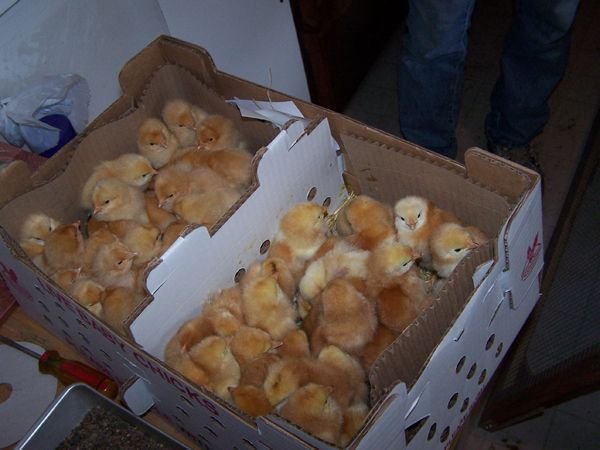 Chicks - box opened crop May 09.jpg