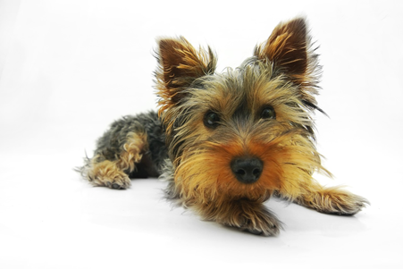 yorkshire_terrier.png