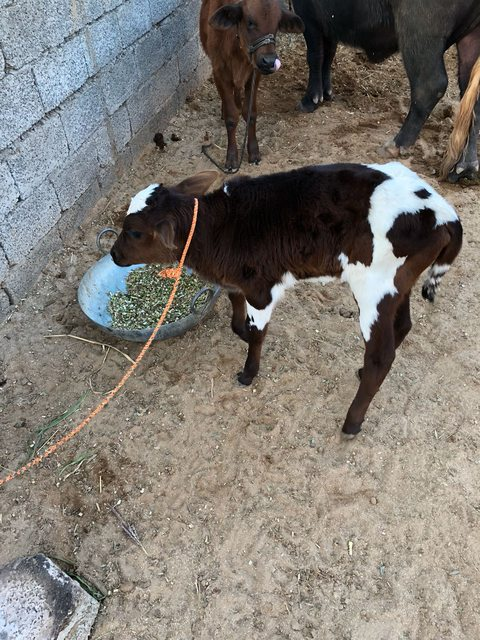 Baby Calf