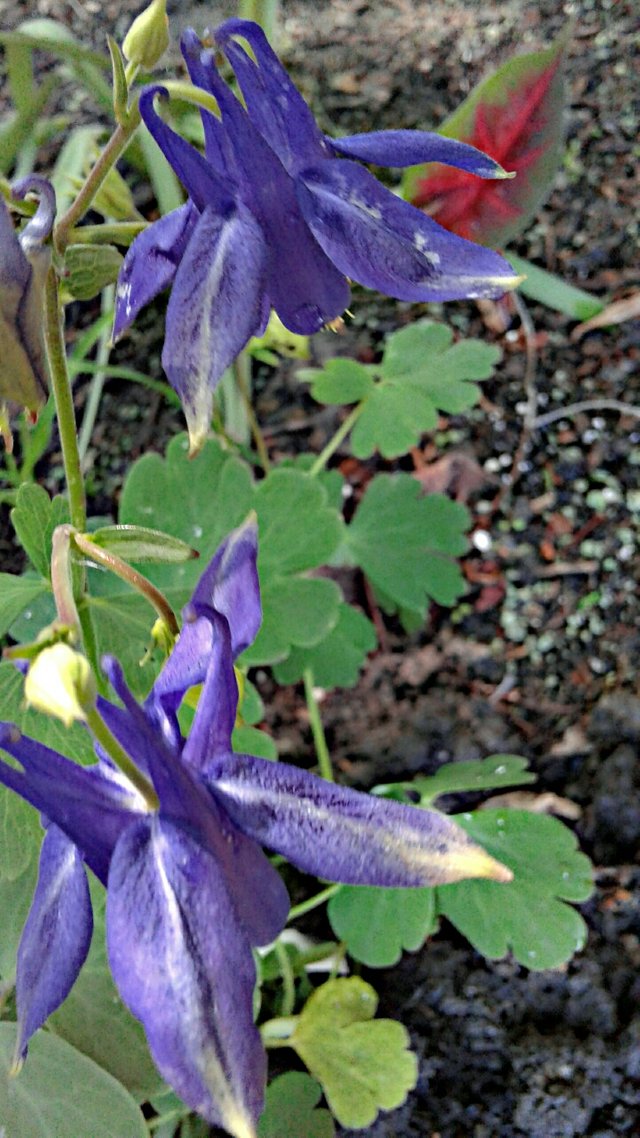 caladium.columbine.jpg