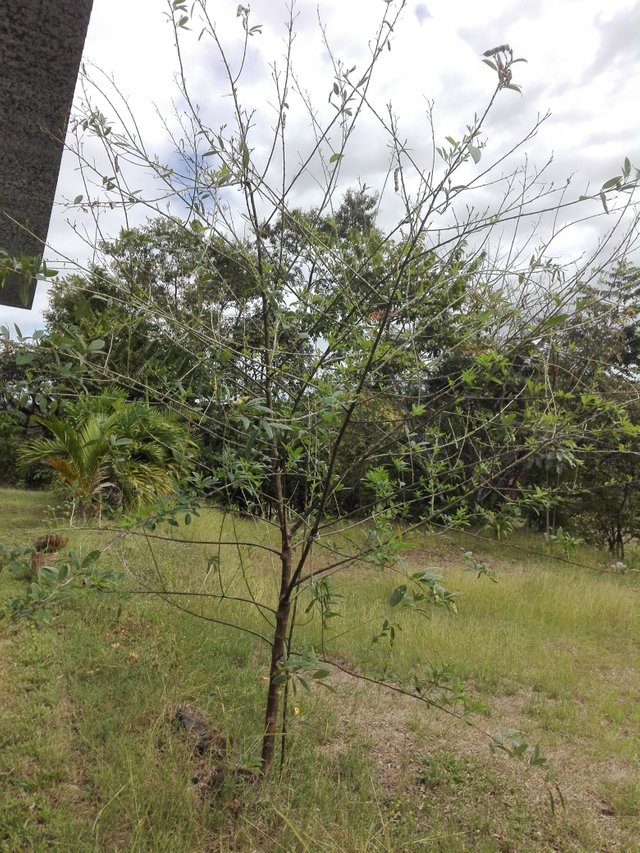 pea bush stripped.jpg