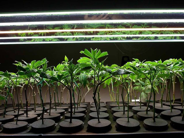 growing-marijuana.jpg