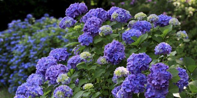 landscape-1496695359-purple-hydrangea-1.jpg