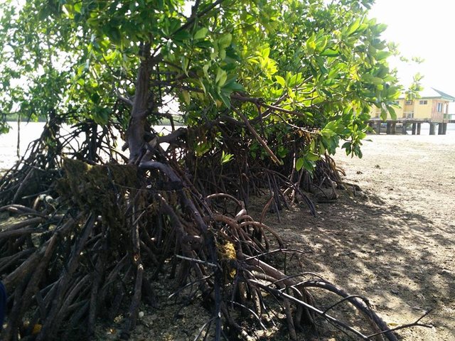 mangroveplant.jpg