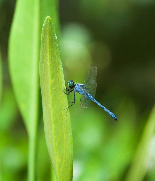 bluedragonfly.jpg