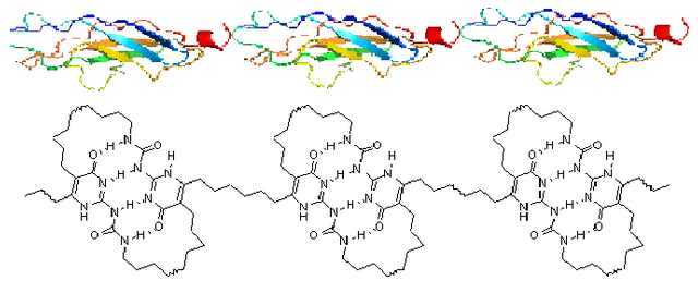 Fig_2._A_titin-mimicking_supramolecular_polymers.png