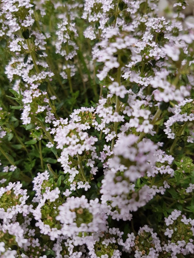 thyme.jpg