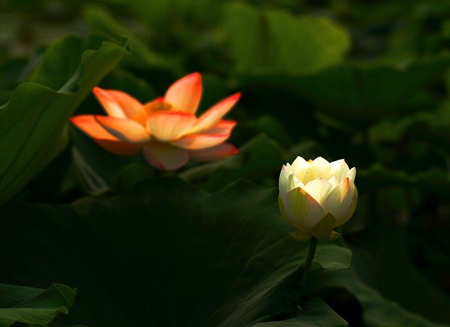 lotus-2471137_640.jpg