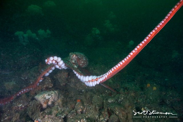 Giant Pacific Octopus-1.jpg