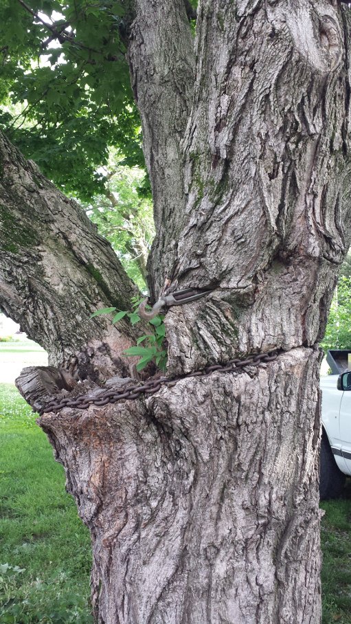 A tree with a large rusted steel chain wrapped around it fused into the tree in places