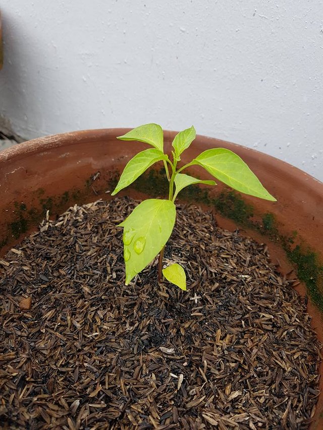 Transplanted Pepper.jpg