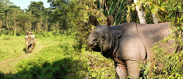 chitwan-national-park.jpg