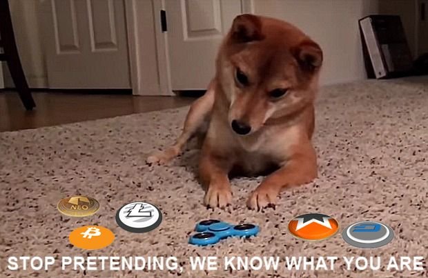 doge-ripply-olkodesign.jpg