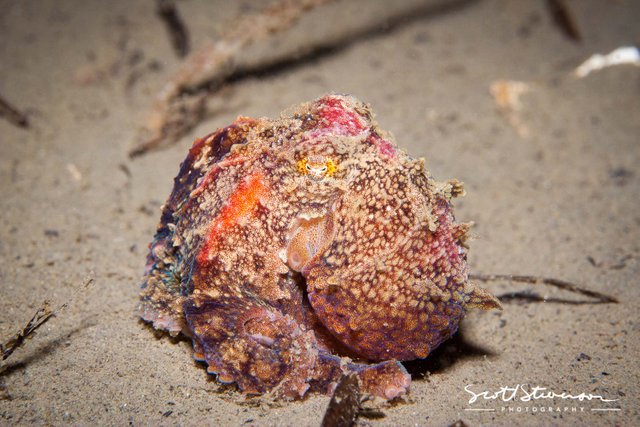 Giant Pacific Octopus-1.jpg