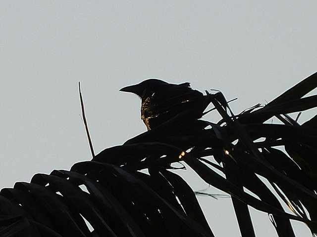 birds of paradise, photography by jeronimo rubio, 2018, all rights reserved, nature (1136).JPG