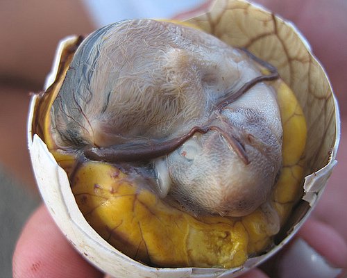 balut 1.jpg