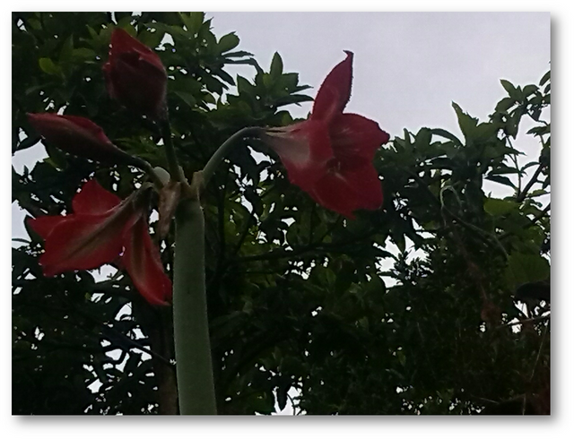 熱帯植物 アマリリスは 大きなサイズとカラフルな色の花 Steemit