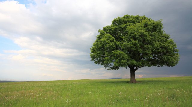 gainesville-ENT-oak-tree-1024x569.jpg