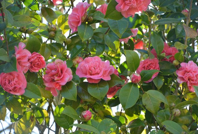 camellia-pink-flower-3237183_1280.jpg