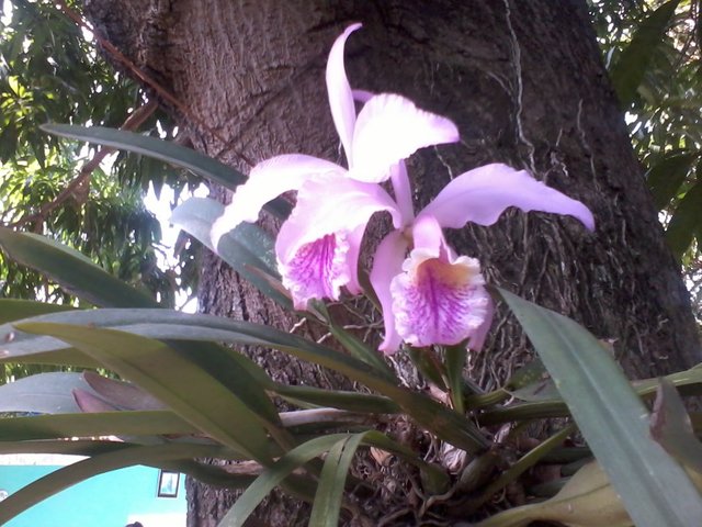 Orquidea.jpg