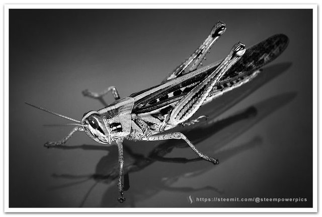 Grasshoper-Macro.jpg