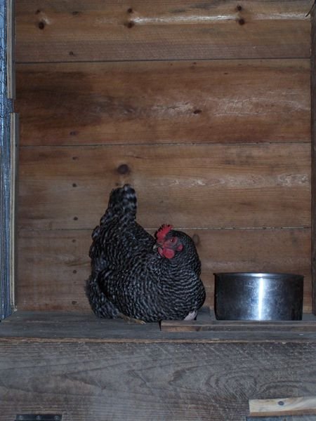 Ernie laying egg1 crop Nov. 08.jpg