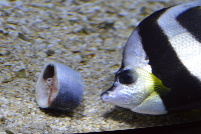 DSC_0114.JPG