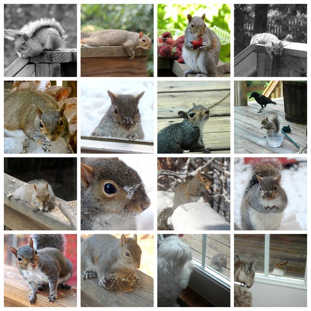 backyardcollagesquirrelonly.jpg