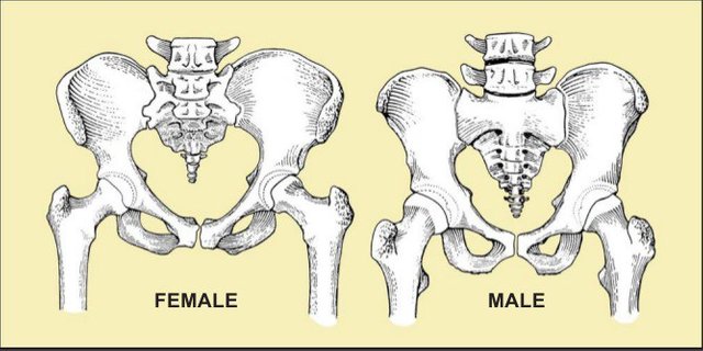 male-vs-female.jpg