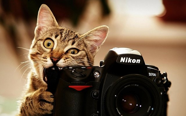 Free-hd-cat-wallpapers-best-photography-download.jpg