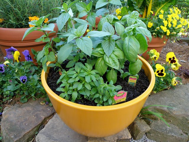 3-types-of-basil-in-pot-web.jpg