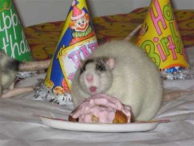 fat rat cake.jpg