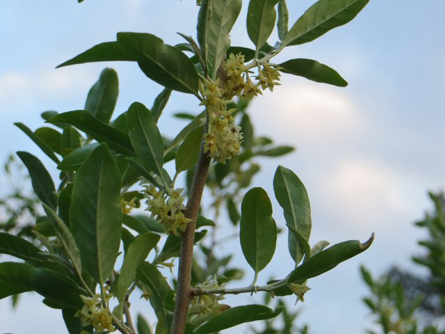 IMG_8666.JPG