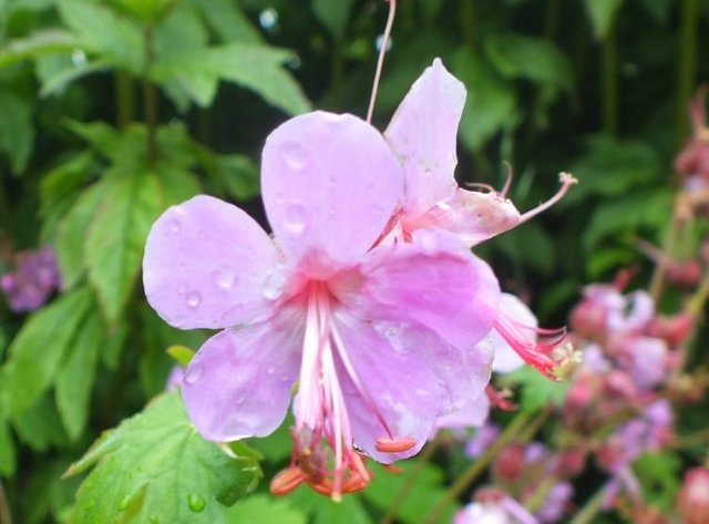 0099-PinkFlower.jpg