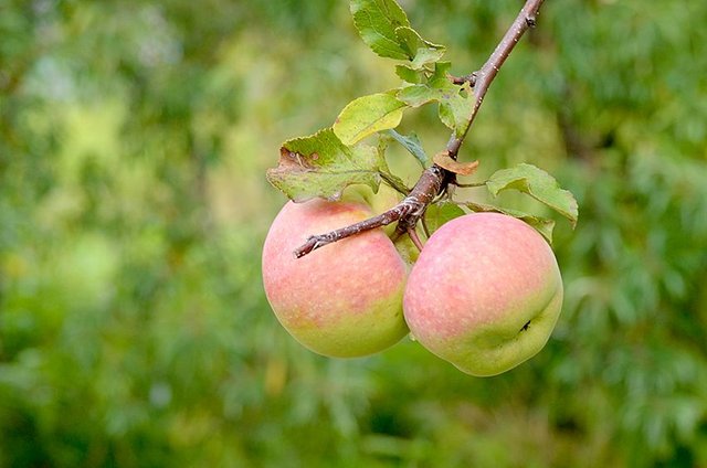 apples-5.jpg