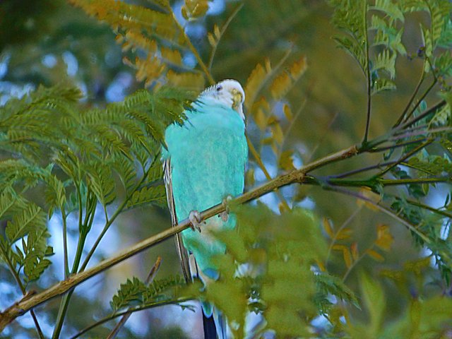 birds of paradise, photography by jeronimo rubio, 2018, all rights reserved, nature (1267).JPG